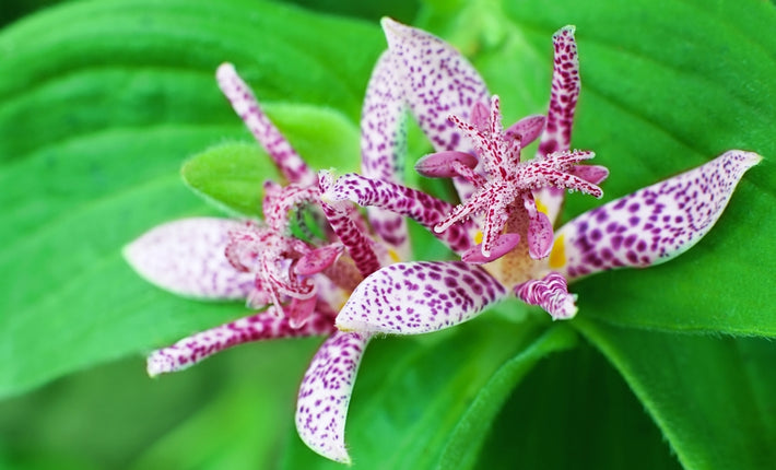 Odlingsguide: Hur man odlar Skugglilja (Tricyrtis)