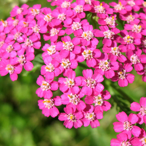 Achillea (Röllika)