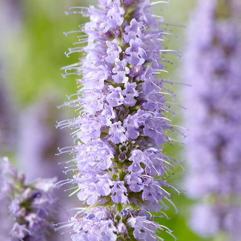 Agastache (Anisört)