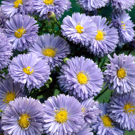 Höstaster (Aster)