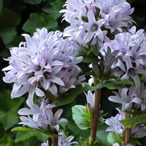 Campanula (Blåklocka)