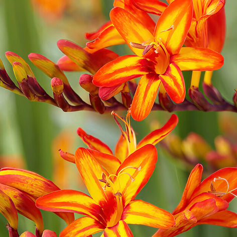 Crocosmia (Montbretia)