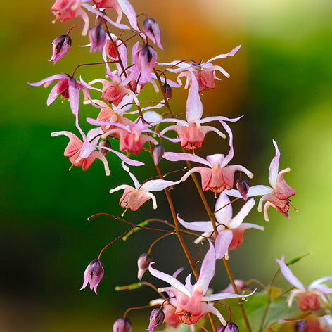 Epimedium (Sockblomma)