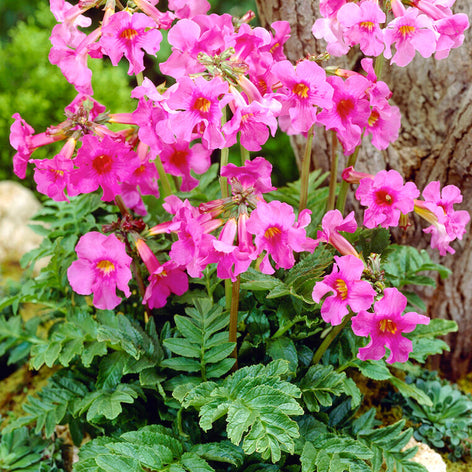 Incarvillea (Trädgårdsgloxinia)