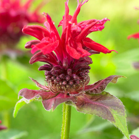 Temynta (Monarda) - Perenner