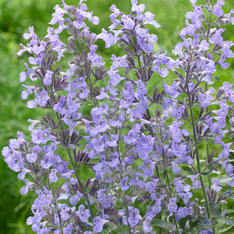 Kantnepeta (Nepeta)