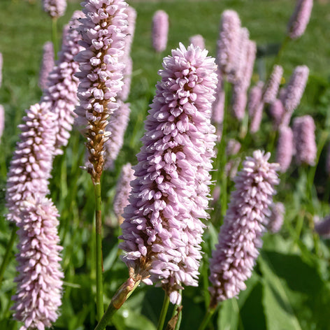 Persicaria (Bergormrot)