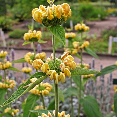 Lejonsvans (Phlomis)