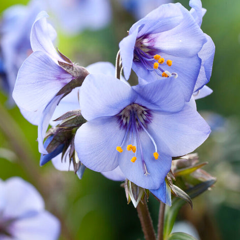 Jakobstegen (Polemonium)