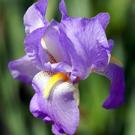 Japansk Iris