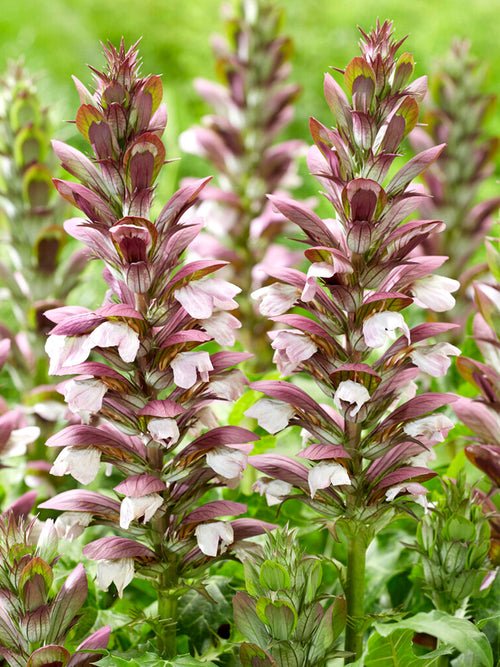 Acanthus hungaricus 'White Lips'