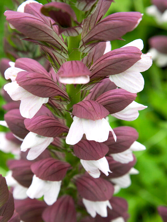 Acanthus hungaricus White Lips