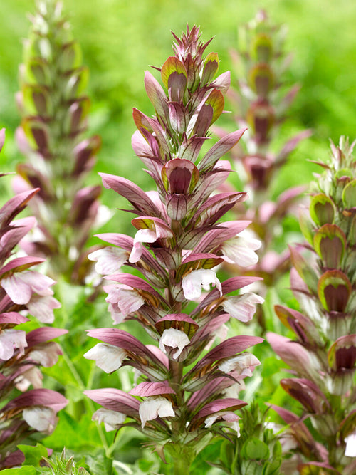 Acanthus hungaricus 'White Lips'long-leaved bear's breech 'White Lips'