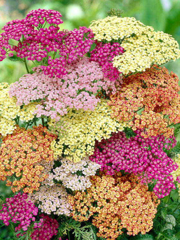 Achillea Summer Pastels (Röllika)