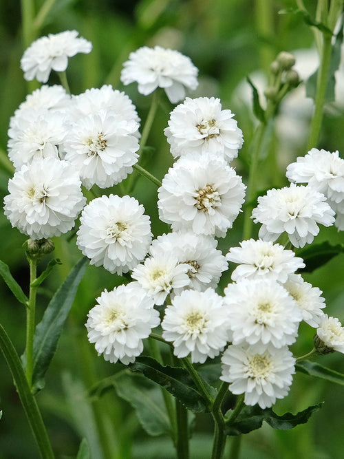 Achillea ptarmica (Röllika)