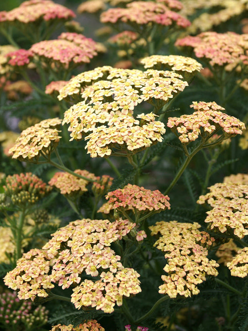 Peachy Seduction - Achillea (Röllika)