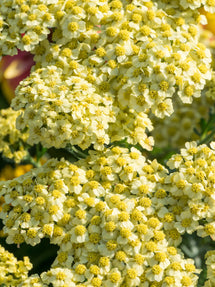 Achillea Creme de la Creme (Röllika)