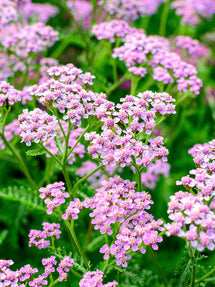 Achillea Ending Blue (Röllika)