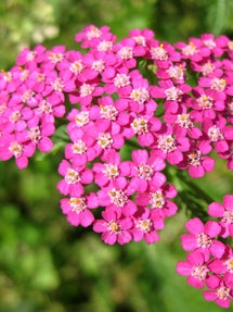 Achillea Lightning Pink (Röllika)