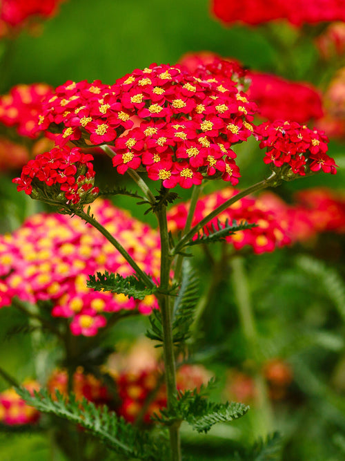 Achillea Sparkling Contrast (Röllika)