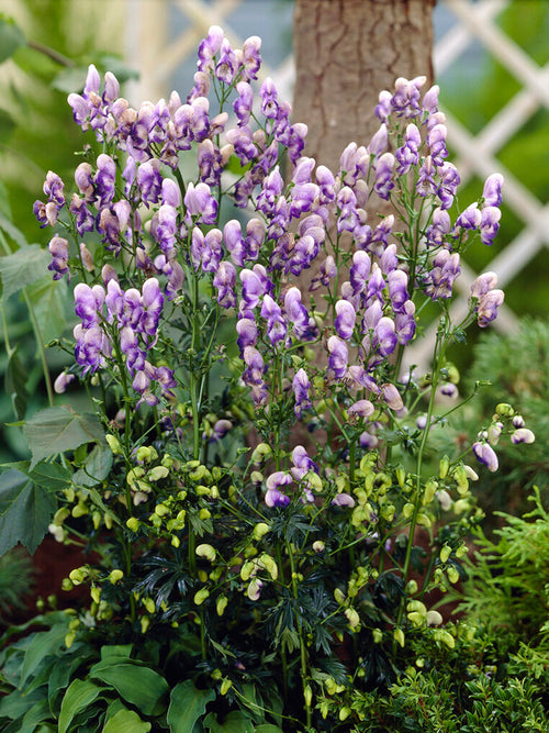 Aconitum Bicolor (Stormhatt)