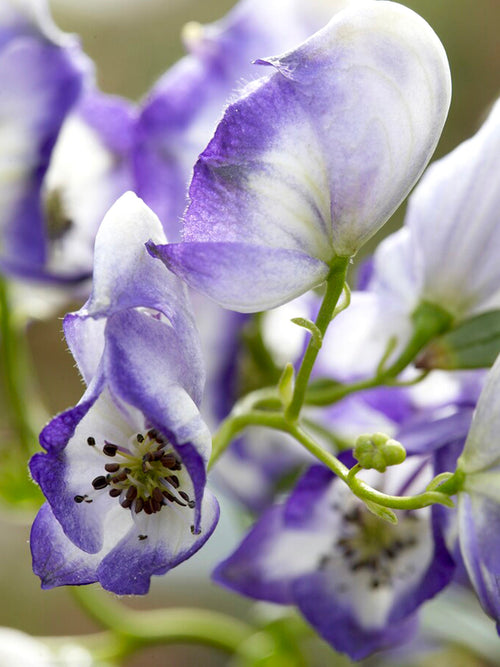 Aconitum Bicolor (Stormhatt)