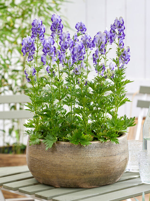 Aconitum Bicolor (Stormhatt)