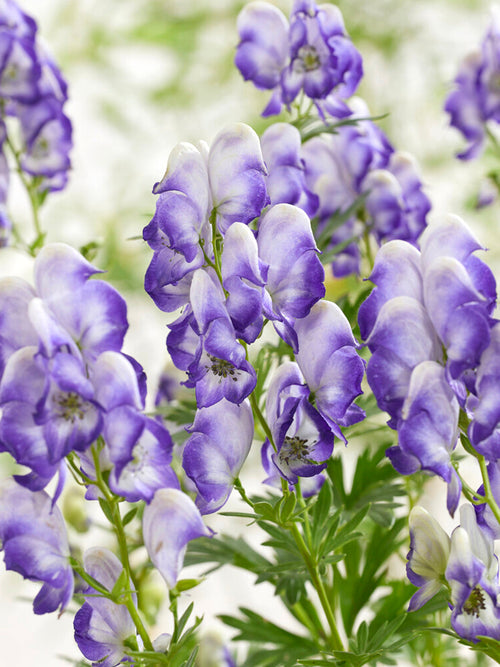 Aconitum Bicolor (Stormhatt)