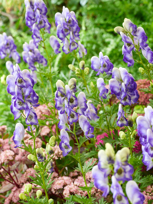 Aconitum Bicolor (Stormhatt)