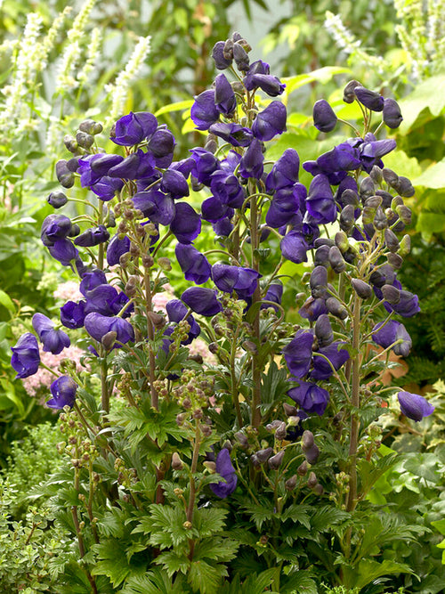 Aconitum Royal Flush (Stormhatt) Aconitum carmichaelii