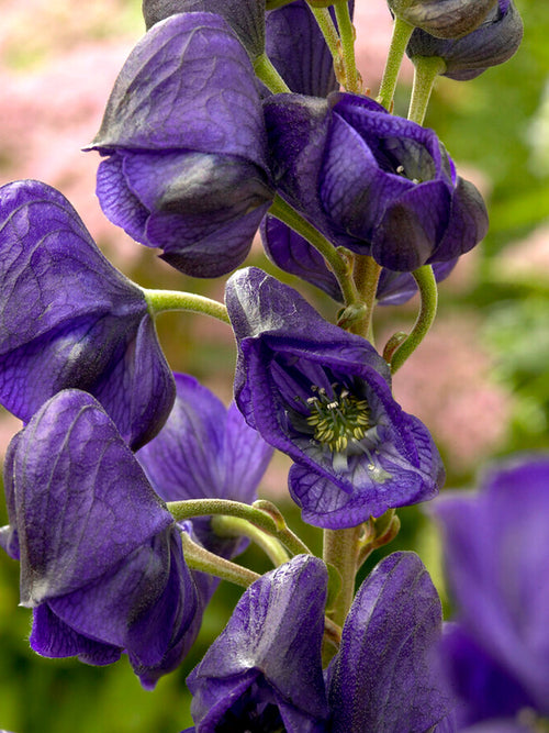 Aconitum carmichaelii 'Royal Flush'