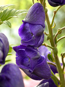 Aconitum Royal Flush (Stormhatt)