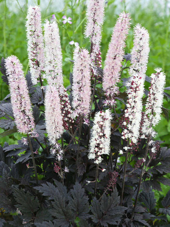 Actaea simplex 'Chocoholic' (Höstsilverax)