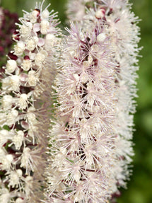 Actaea simplex 'Chocoholic' (Höstsilverax)