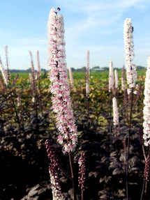 Actaea simplex 'Pink Spike' (Höstsilverax)