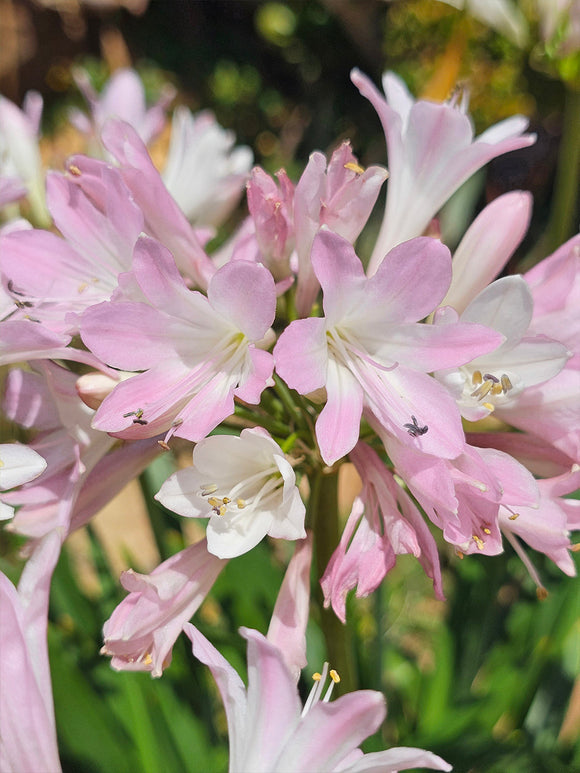 Kop Agapanthus Blush Pink (Afrikas blå lilja)