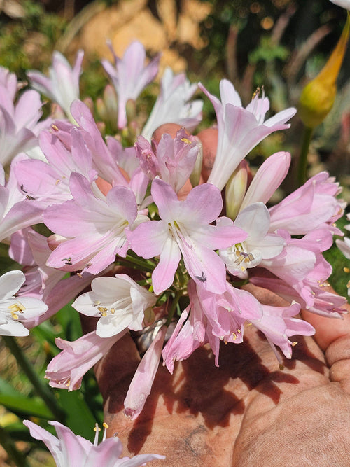 Agapanthus Blush Pink (Afrikas blå lilja)