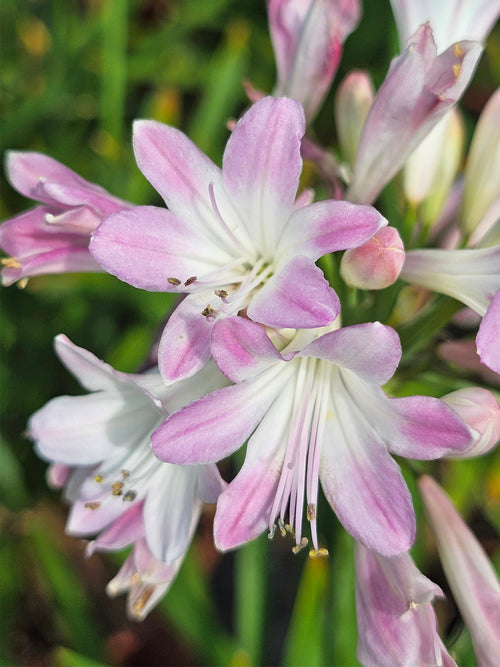 Agapanthus Blush Pink (Afrikas blå lilja)