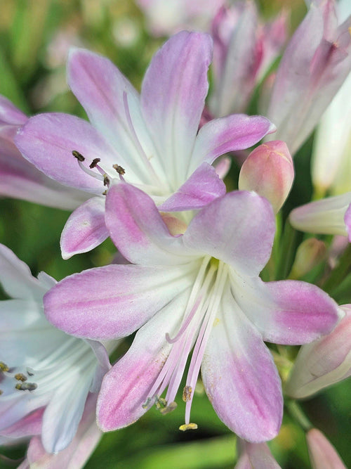 Agapanthus Blush Pink (Afrikas blå lilja)