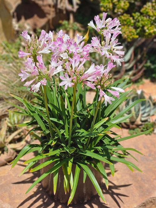 Agapanthus Blush Pink barrotsplantor 