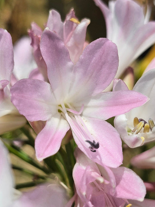 Agapanthus Blush Pink barrotsplantor från DutchGrown