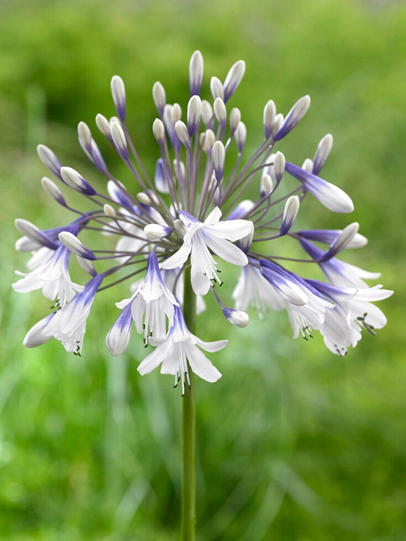 Agapanthus 'Twister' Afrikas blå lilja