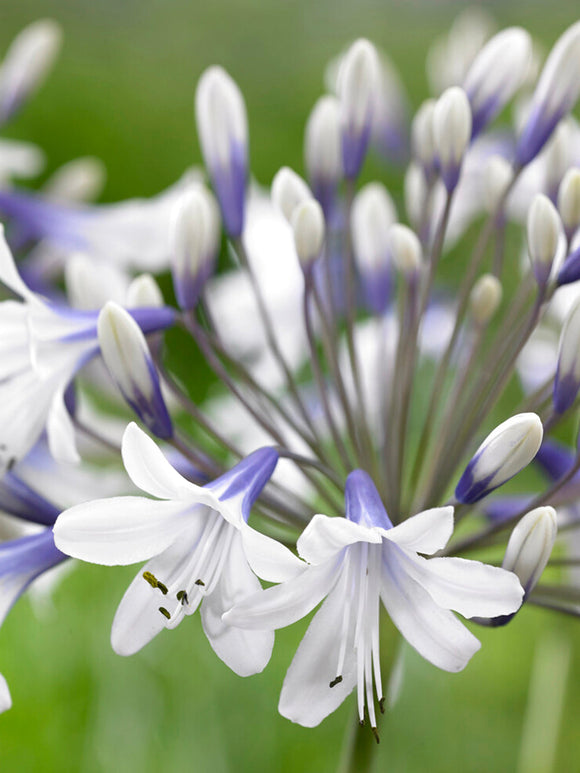 Agapanthus 'Twister' (Afrikas blå lilja)