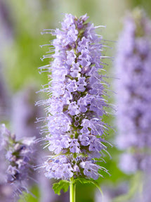 Agastache 'Blue Fortune' (Anisört)