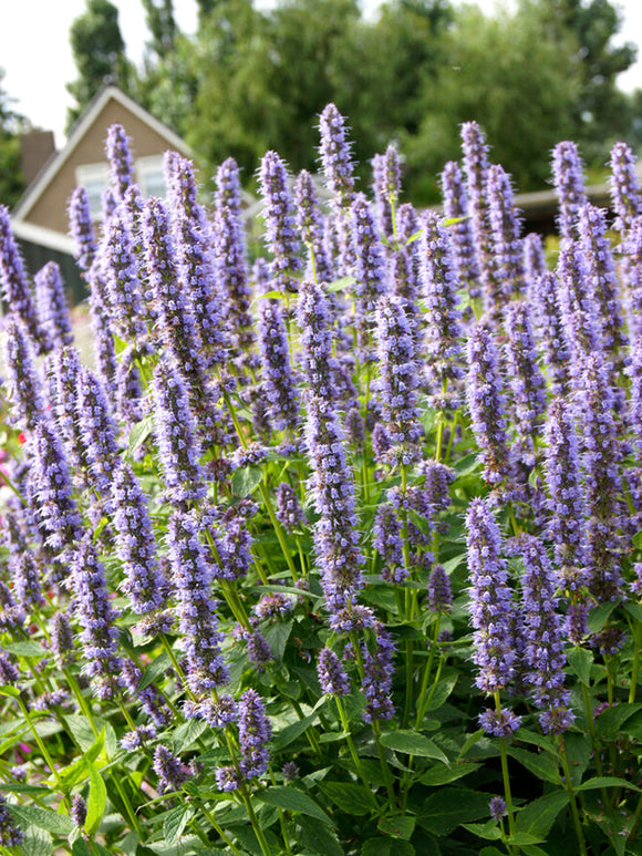 Agastache 'Blue Fortune' (Anisört)