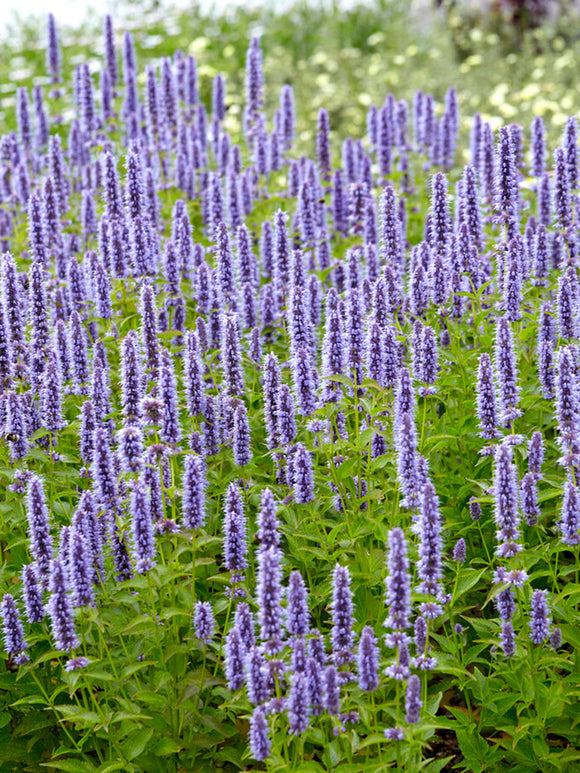 Agastache 'Blue Fortune' (Anisört)