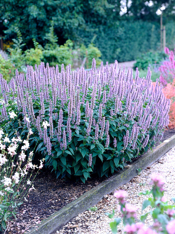 Agastache 'Blue Fortune' (Anisört)