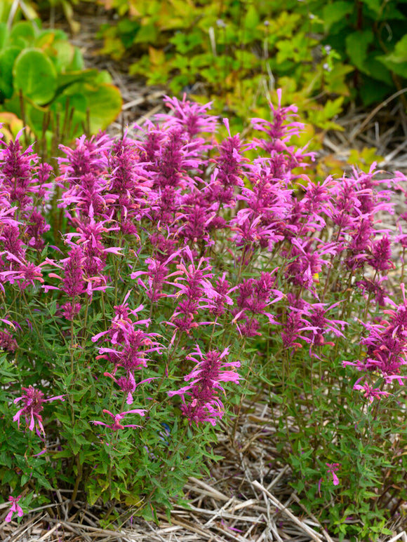 Agastache 'Rosie Posie' (Anisört)