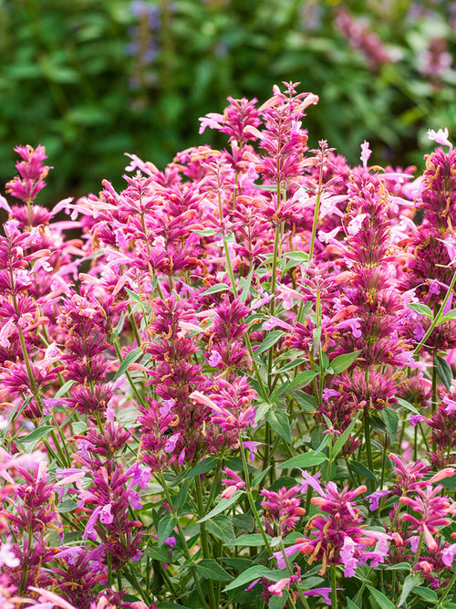 Agastache 'Rosie Posie' (Anisört)