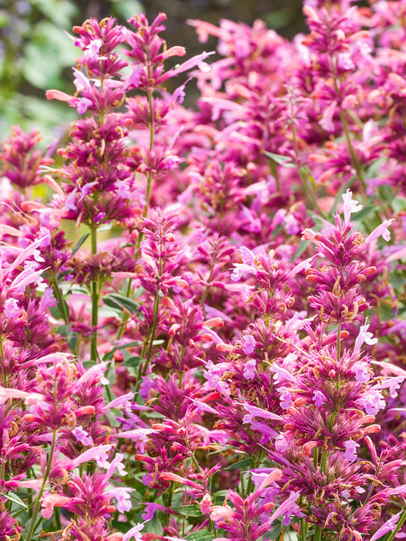 Agastache 'Rosie Posie' (Anisört)